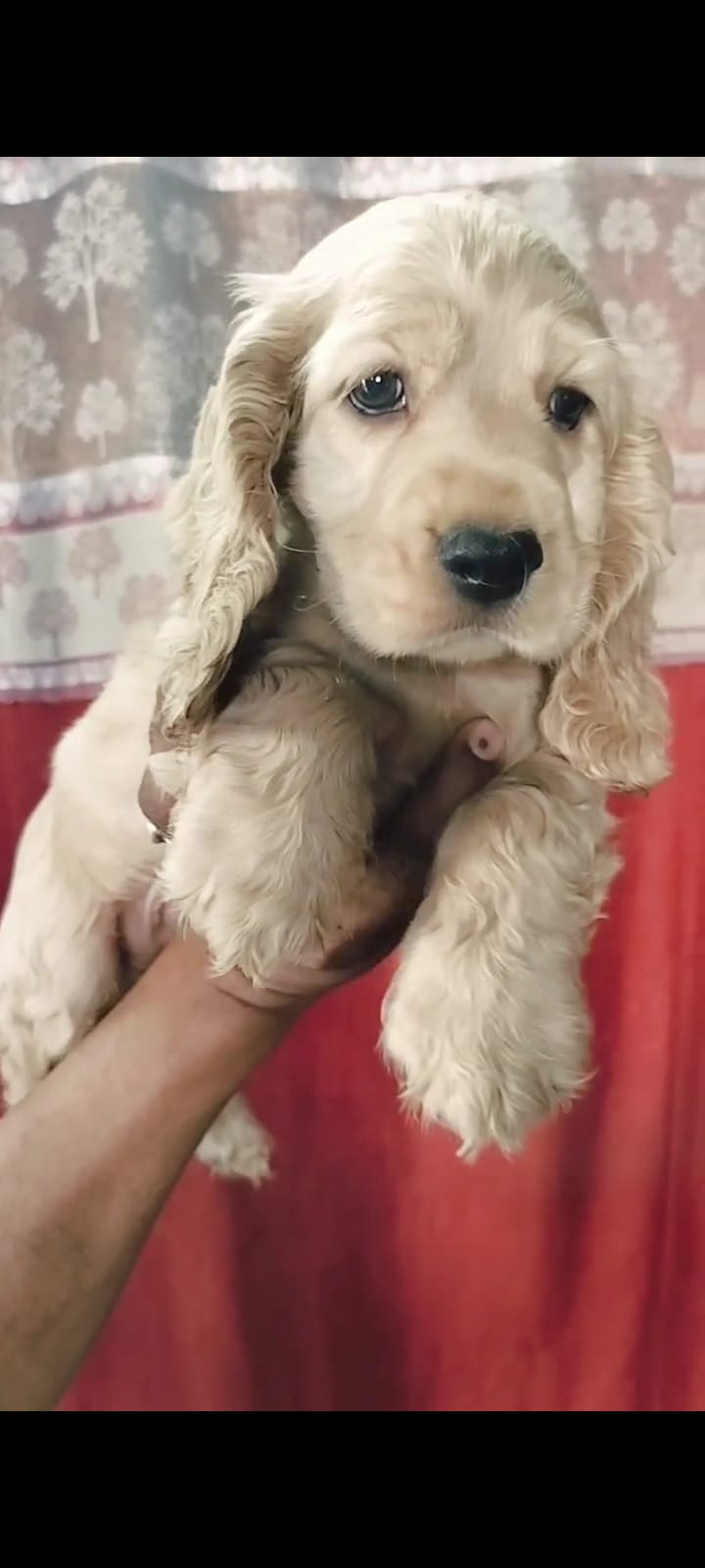 Cocker Spaniel   puppy from kolkata